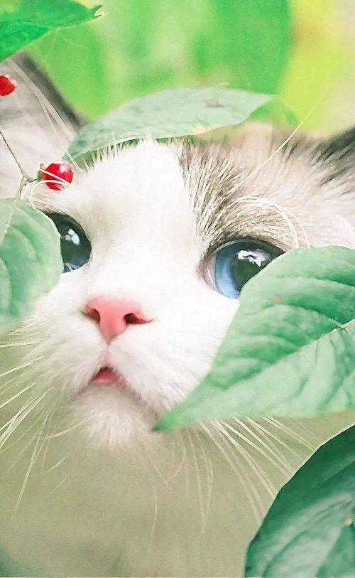 猫咪买瓜吃瓜图片卡通画,萌态可掬卡通画大赏