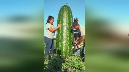 吃瓜吃到自己的大瓜,竟吃到自己人生大瓜