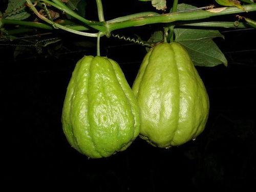 古代吃佛手瓜,探寻千年食文化中的瓜果传奇