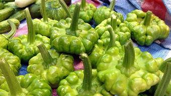 六叶瓜怎么吃,探索美味与营养的完美结合