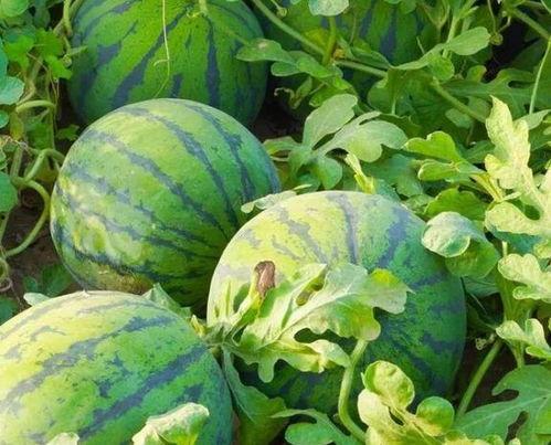 韩国吃瓜违法吗,韩国“吃瓜”成违法？揭秘网络舆论的边界与法律