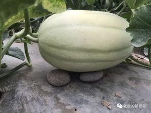 边游泳边吃瓜,品味瓜香——边游泳边吃瓜的夏日悠闲时光