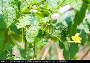 瓜棚吃瓜美文,一场与自然的亲密邂逅