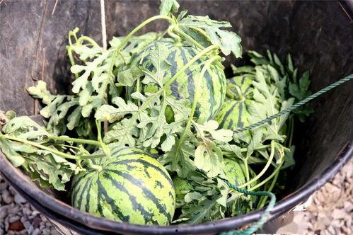 sweet吃瓜版,揭秘娱乐圈的甜蜜瓜皮与幕后真相