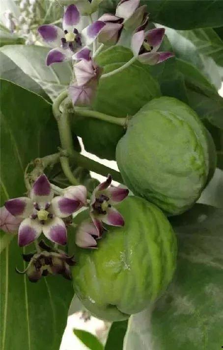 兵哥吃大瓜种菜,田园生活新篇章