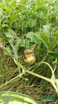 兵哥吃大瓜种菜,田园生活新篇章