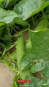 兵哥吃大瓜种菜,田园生活新篇章