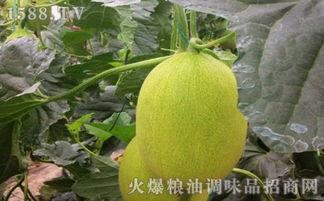 河北吃瓜邯郸,吃瓜群众的热议焦点