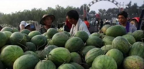 瓜地吃瓜 直播,趣味互动，畅享夏日清凉时光