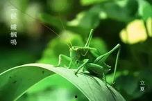 吃王瓜有什么好