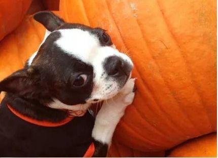 小狗可以吃瓜尖吗,瓜尖是否适合作为狗狗的零食？