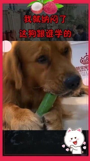 小狗可以吃瓜尖吗,瓜尖是否适合作为狗狗的零食？