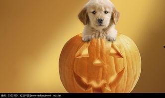 小狗可以吃瓜尖吗,瓜尖是否适合作为狗狗的零食？