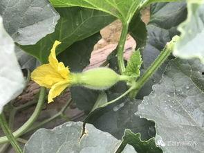 魏弯吃瓜,揭秘娱乐圈背后的那些事儿