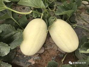 魏弯吃瓜,揭秘娱乐圈背后的那些事儿