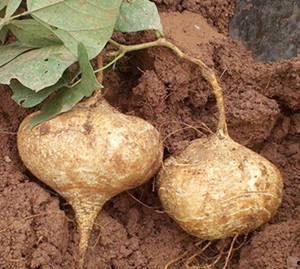 土瓜蒸熟吃,传统美食的养生之道