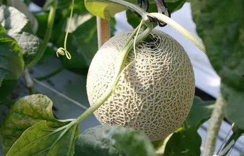 玻璃瓜怎么吃,探索美味与营养的完美结合