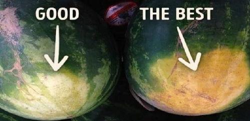 吃瓜挑瓜看瓜是啥意思,挑瓜、看瓜、品瓜的艺术