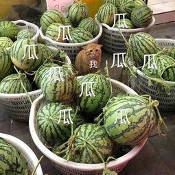 大娱吃瓜,揭秘娱乐圈背后的那些事儿