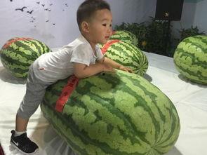 外卖吃瓜事件,揭秘网络舆论的狂欢与反思