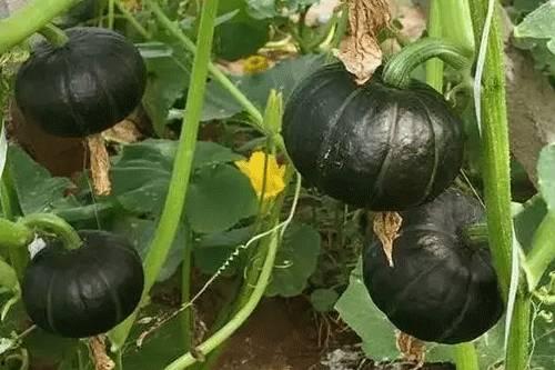 绿贝贝瓜怎么吃