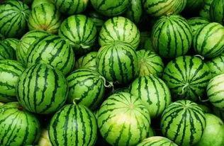 猫儿吃瓜群,揭秘猫咪的娱乐生活与社交圈