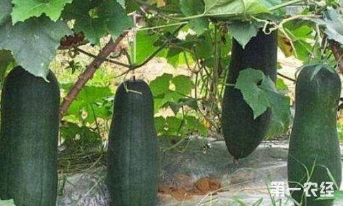 生瓜几月份吃,揭秘生瓜的最佳食用月份