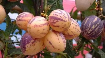 瓜州去哪吃,探寻当地特色风味指南