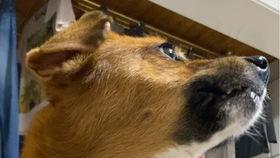 土狗不熬夜吃瓜,吃瓜也养生