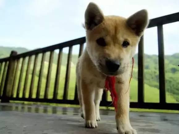 土狗不熬夜吃瓜,吃瓜也养生