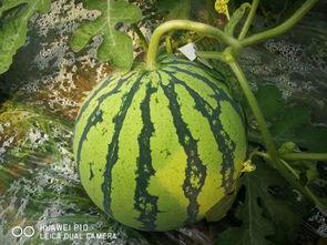 千万不要半夜吃瓜,揭秘为何千万不要半夜吃瓜