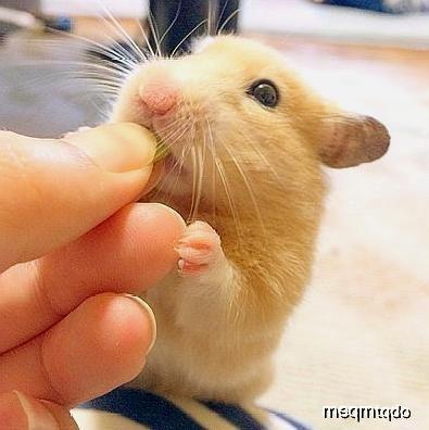 吃瓜鼠涿州,探寻美食与文化的交汇之地