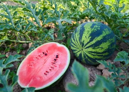 川音吃瓜,揭秘娱乐圈的麻辣鲜香