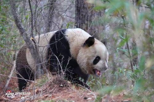 熊猫为什么吃瓜,揭秘为什么它们偏爱吃瓜
