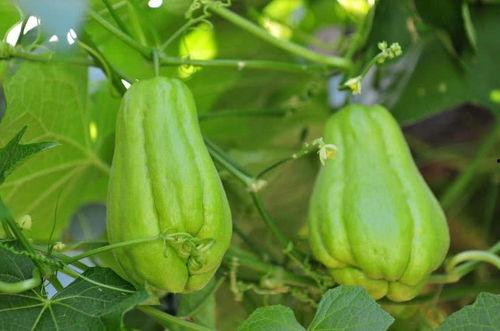 月子期吃佛手瓜,佛手瓜助力产后营养恢复