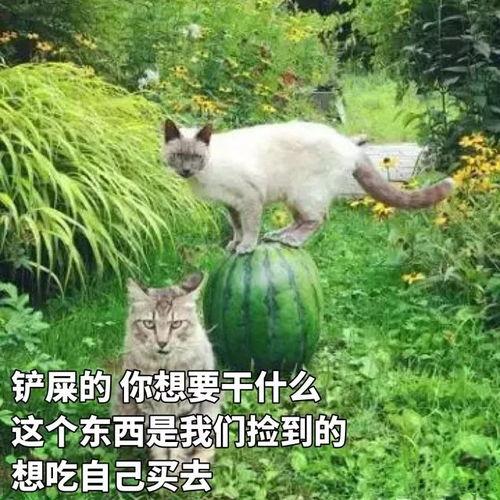 猫桃吃瓜