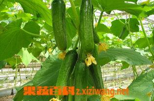 运动前吃乳瓜吗,营养专家的建议