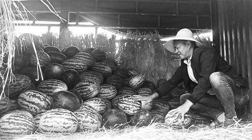 普洱吃瓜群众视频,揭秘视频背后的热点事件