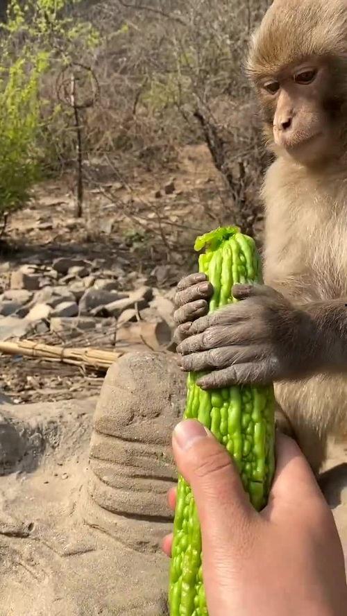 猴瓜尖怎么吃,猴瓜尖的多样食用方法探索