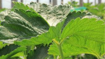 20001自在崖吃瓜