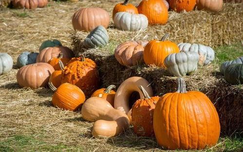 扁担吃瓜,探寻扁担吃瓜的独特风情