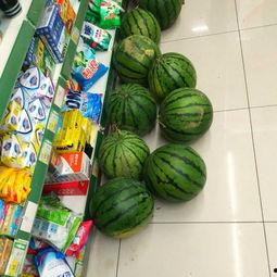 朋瓜可以吃吗,揭秘这种水果的食用安全与美味口感