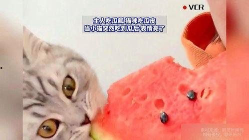 小猫吃瓜蜜瓜,小猫的蜜瓜美食之旅