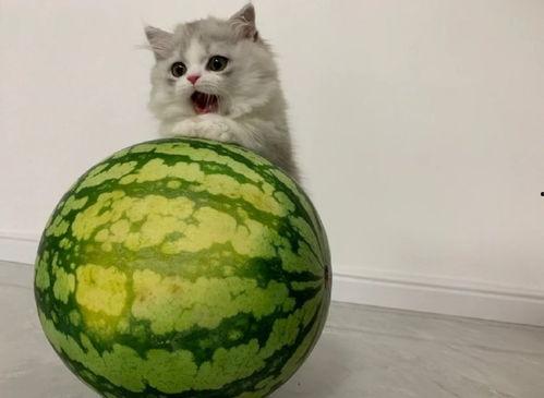 小猫吃瓜蜜瓜,小猫的蜜瓜美食之旅