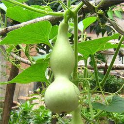 怀孕可以吃瓠瓜,瓠瓜助力母婴健康