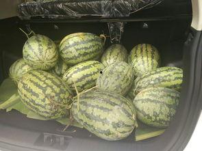 全家搬凳吃瓜,搬凳吃瓜，共享欢乐时光