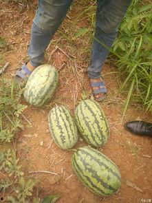 全家搬凳吃瓜,搬凳吃瓜，共享欢乐时光