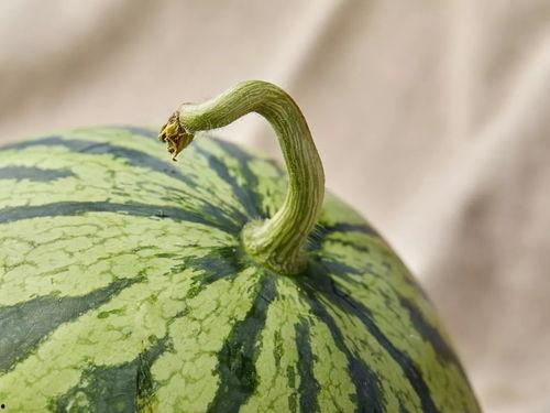 上海新冠吃瓜,吃瓜群众视角下的疫情观察