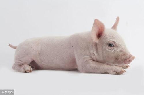 梦见白猪吃角瓜