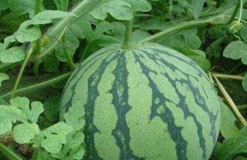 大悟吃瓜事件,一场网络狂欢背后的真相与反思